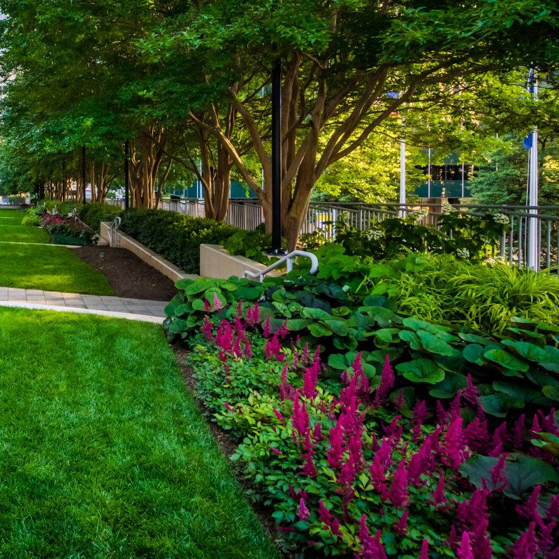 Gardens along a walkway and modern buildings in Rosslyn, Arlington, Virginia.