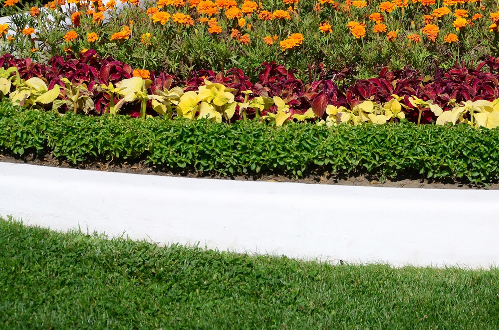coleus flowerpot. beautiful perspective of natural coleus plant leaves